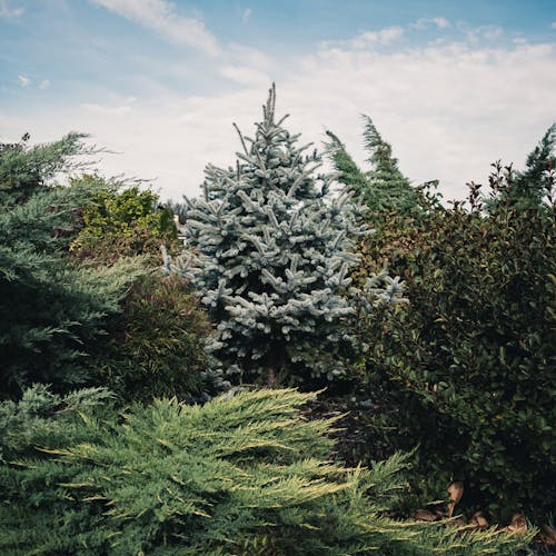 Foto profissional grátis de arbusto, arbustos, árvores