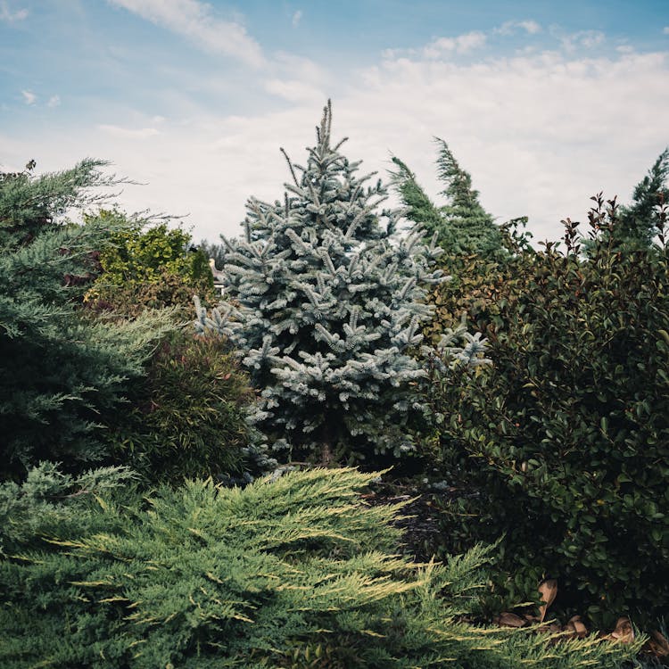 Conifer Tree And Shrubs In The Garden 