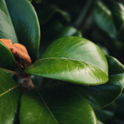 Free Detailed close-up of lush green leaves showcasing natural texture and sunlight reflection. Stock Photo