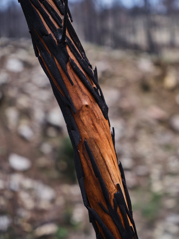 Peeling Bark Of A Dry Tree Branch