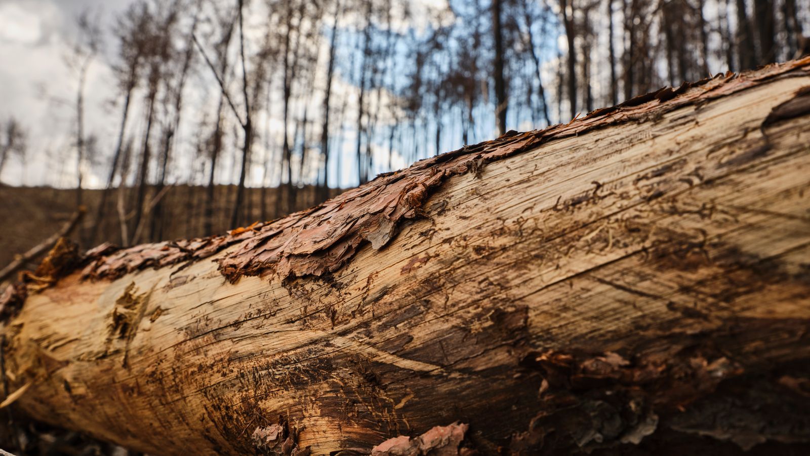 Tree log, Sudan