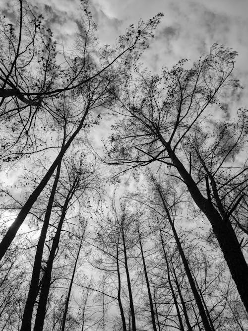Immagine gratuita di alberi, bianco e nero, boschi