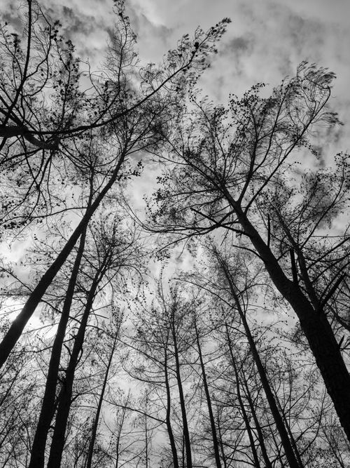 Free A striking black and white view of tall trees in a forest canopy from a low angle perspective. Stock Photo
