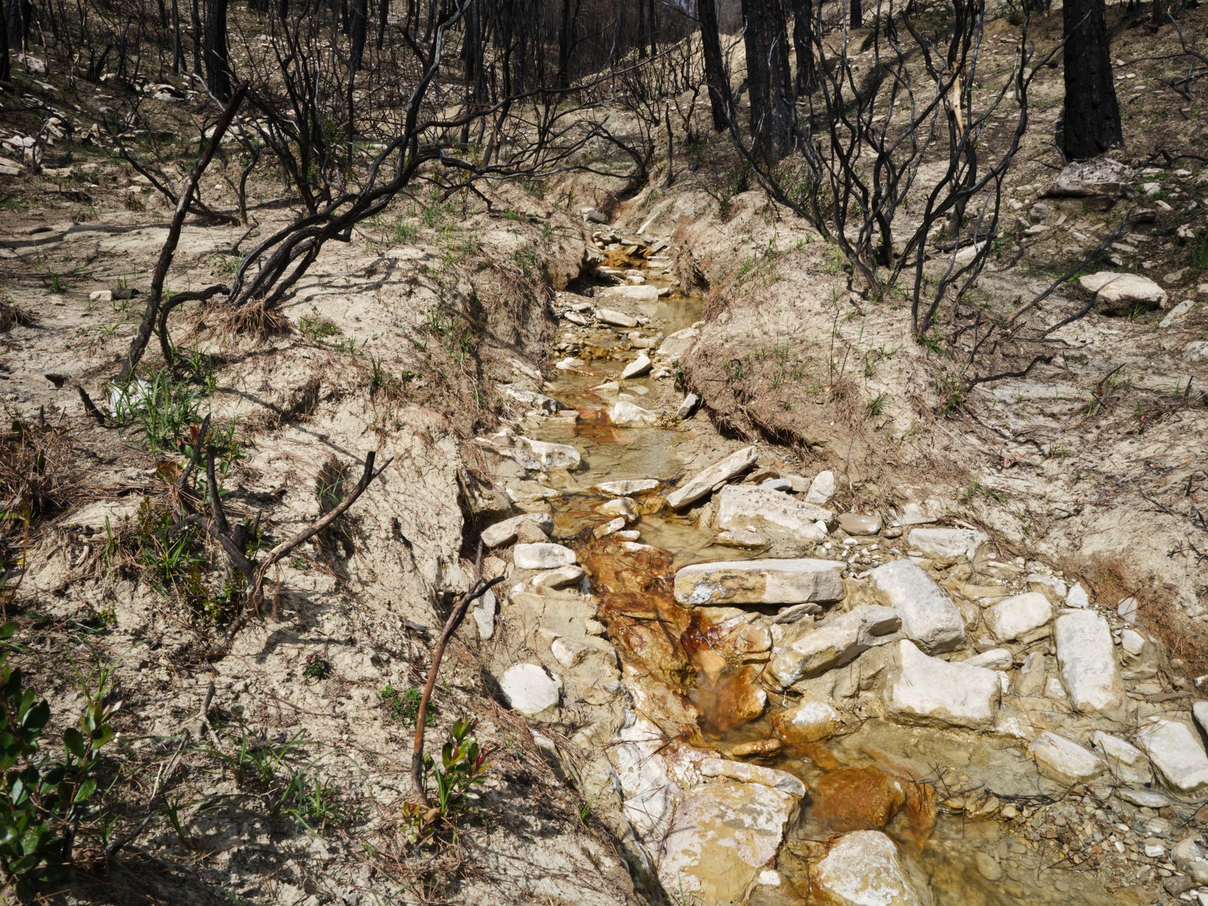 홍콩 아파트 불 인명 피해 현황|정부 공식 발표 기준 3 A dry stream in a burnt forest landscape, showing signs of fire damage and recovery.