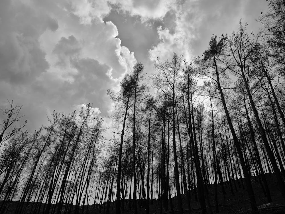 Imagine de stoc gratuită din alb-negru, arbori, codru