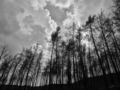 Free Silhouetted forest trees under dramatic cloud-filled sky in black and white. Stock Photo
