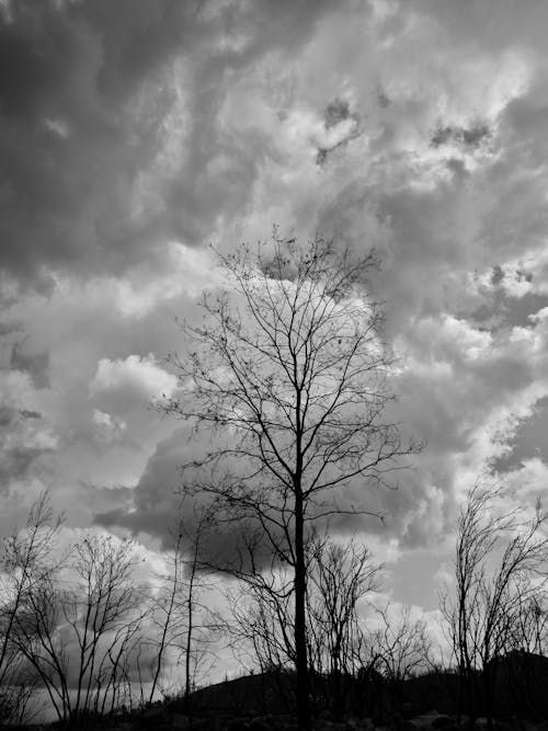 bulutlar, çıplak ağaca, dallar içeren Ücretsiz stok fotoğraf