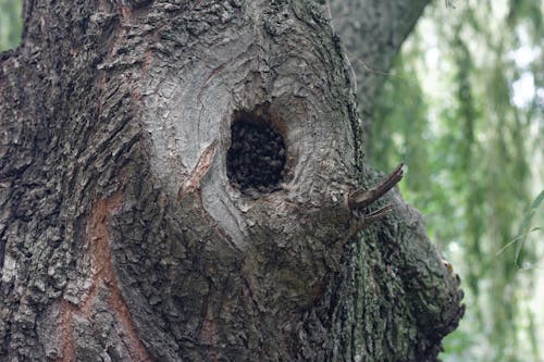 무료 나무 껍질, 나무 둥치, 자연의 무료 스톡 사진
