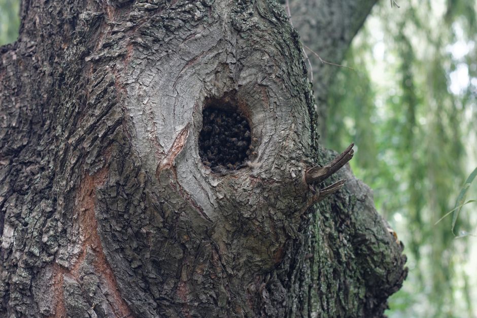 Tree trunk with a nesting hole showing beehive activity — bees nest in tree trunk Surrey BC