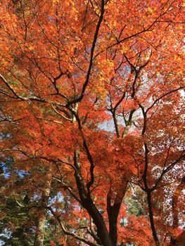 Bright orange maple leaves in a Japanese park during fall showcasing natural beauty.