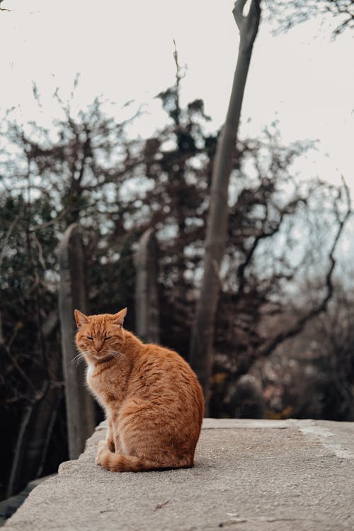 Orange Tabby Cat on Gray Concrete 