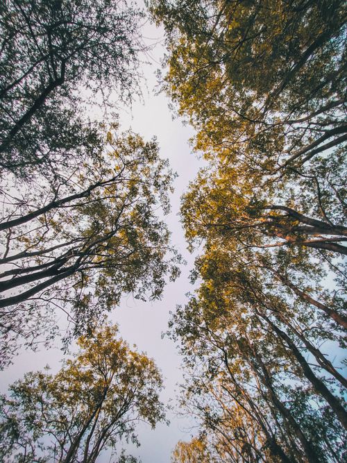 Free Gaze up through lush trees to the blue sky, capturing the peace of the forest. Stock Photo