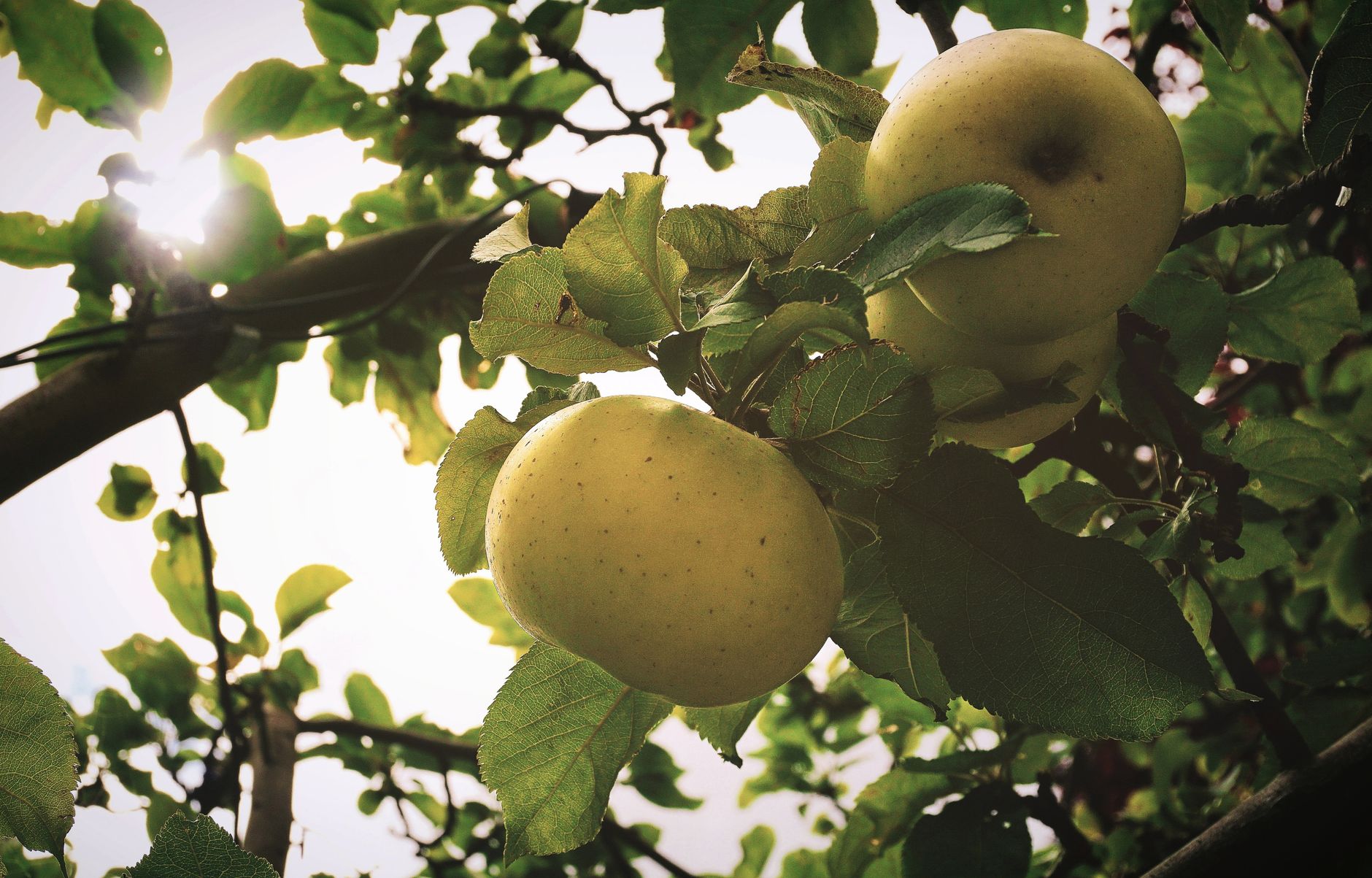 healthy grafted fruit tree in UK garden