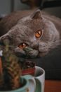 Russian Blue Cat on Black Textile