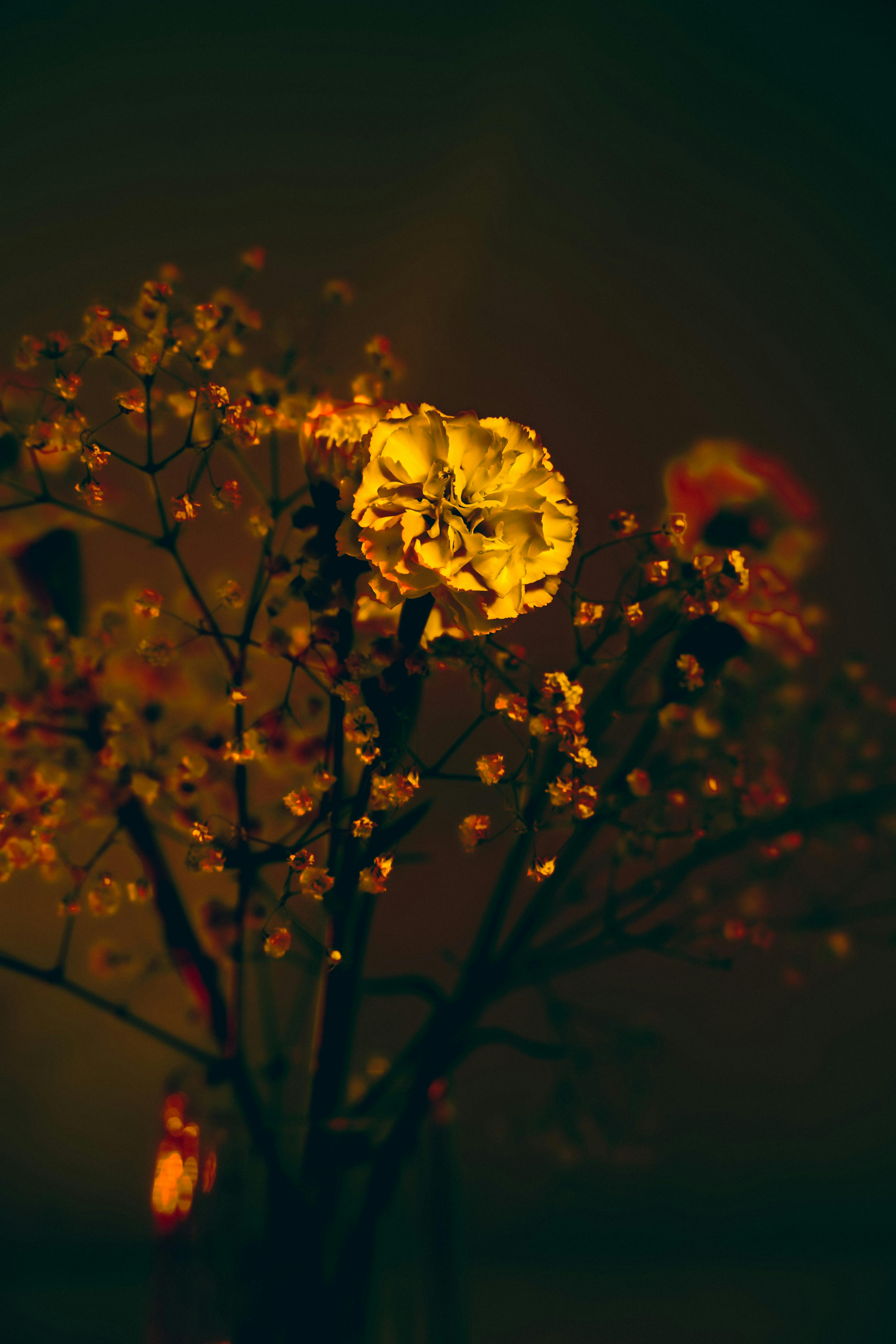 Dark and artistic floral composition featuring a yellow carnation illuminated dramatically.