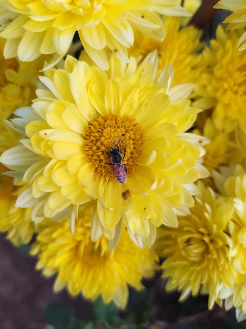 Foto profissional grátis de abelha, broto, crisântemo