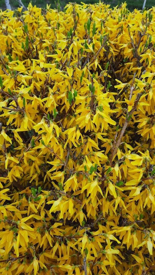 Free stock photo of everything yellow, flowers, forsythia koreana
