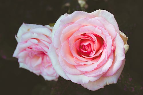 Close-Up Shot of Roses