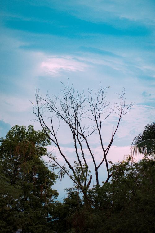 Free Calm and peaceful scene of a bare tree against a vivid blue sky in Colombia. Stock Photo