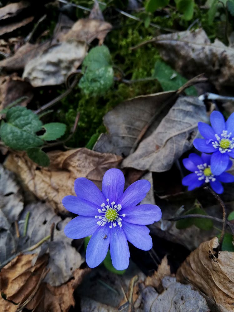 Blue Flowers On The Ground