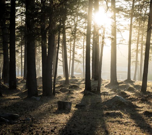 Tall Trees in a Forest