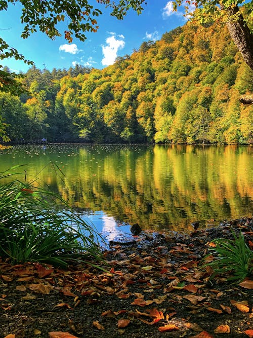 açık hava, ağaçlar, dikey atış içeren Ücretsiz stok fotoğraf