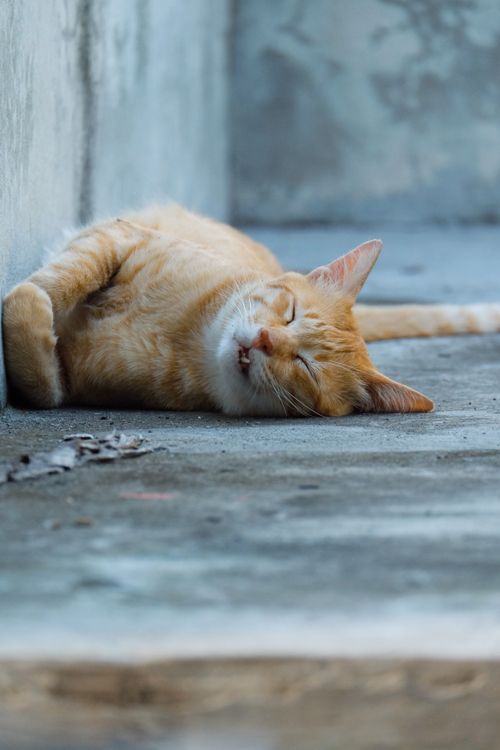 Free A relaxed orange tabby cat peacefully sleeping on a concrete surface, showcasing relaxation and comfort. Stock Photo