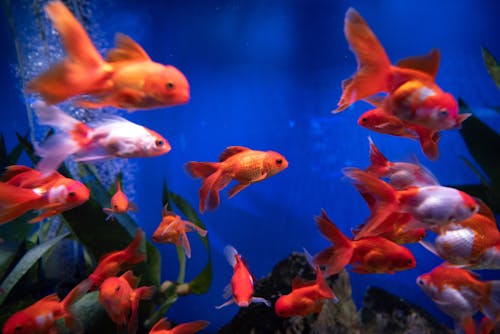 Close Up Shot of Goldfishes