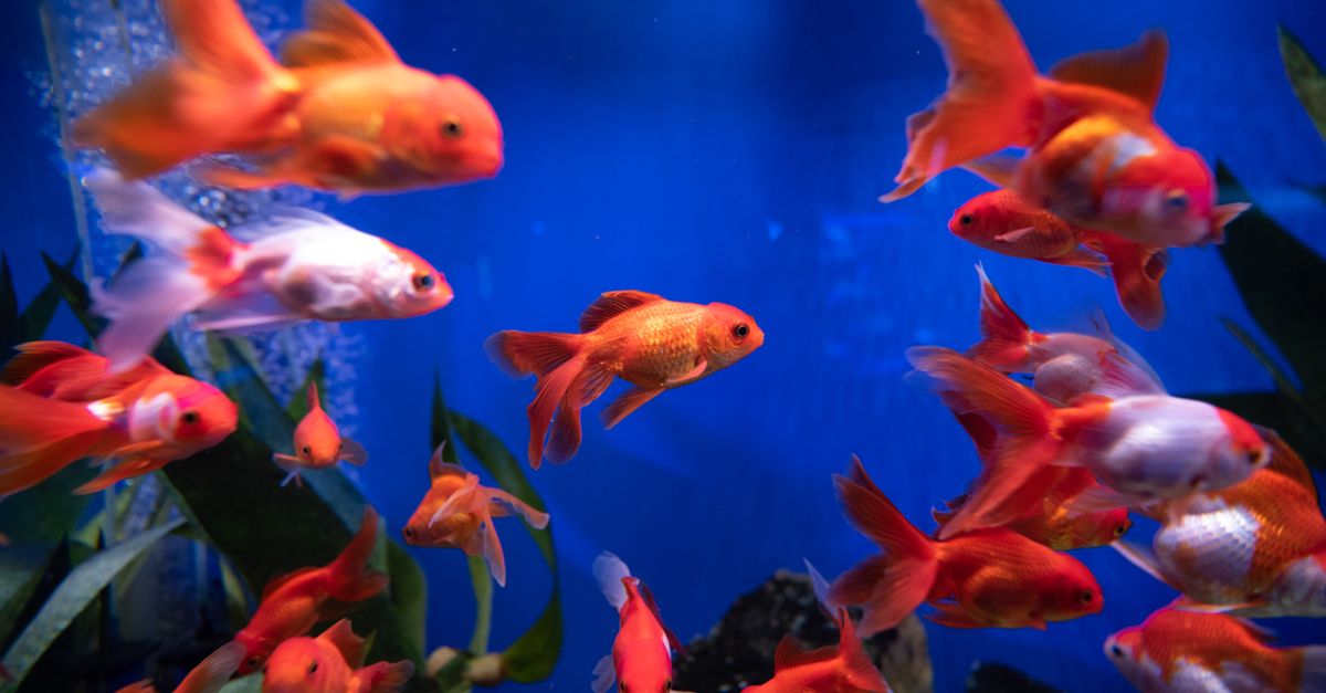 Vibrant goldfish in a blue aquarium, showcasing aquatic life.