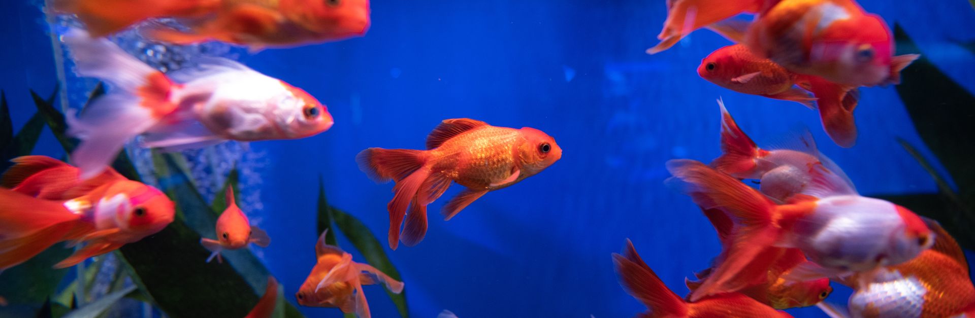 Vibrant goldfish in a blue aquarium, showcasing aquatic life.