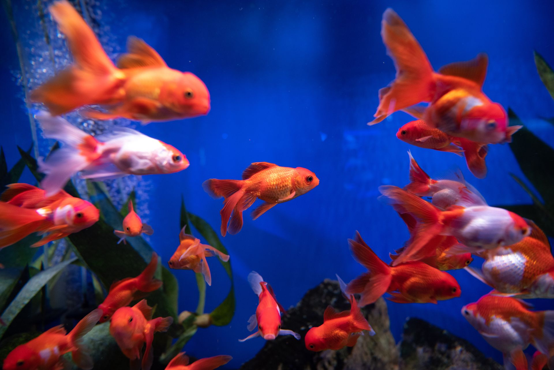 Vibrant goldfish in a blue aquarium, showcasing aquatic life.