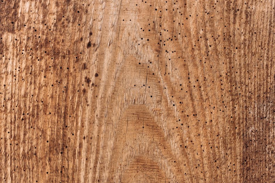 marine borer damage on timber piling - marine piling repair marine borer damage on timber piling - marine piling repair