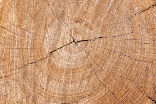 Texture of a Tree Stump