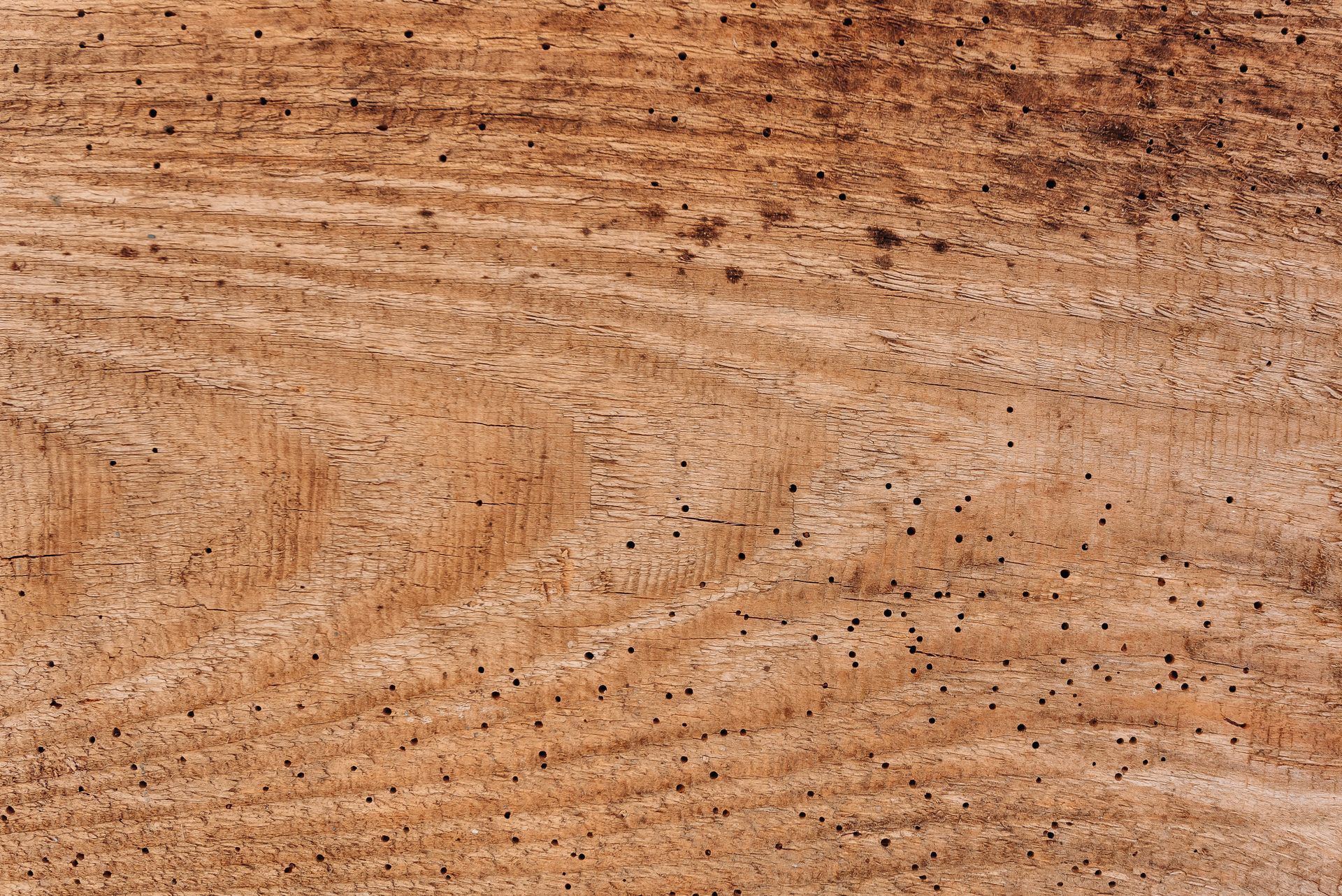 Close-up of a wooden texture with natural holes and lines, creating a patterned surface.