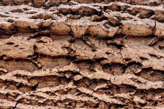 Close Up Shot of Tire Tracks on a Muddy Soil