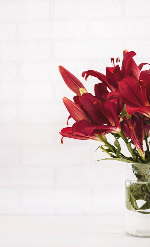 Free Red Flowers Stock Photo