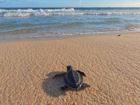 A baby sea turtle makes its way to the ocean on a sunny beach day.