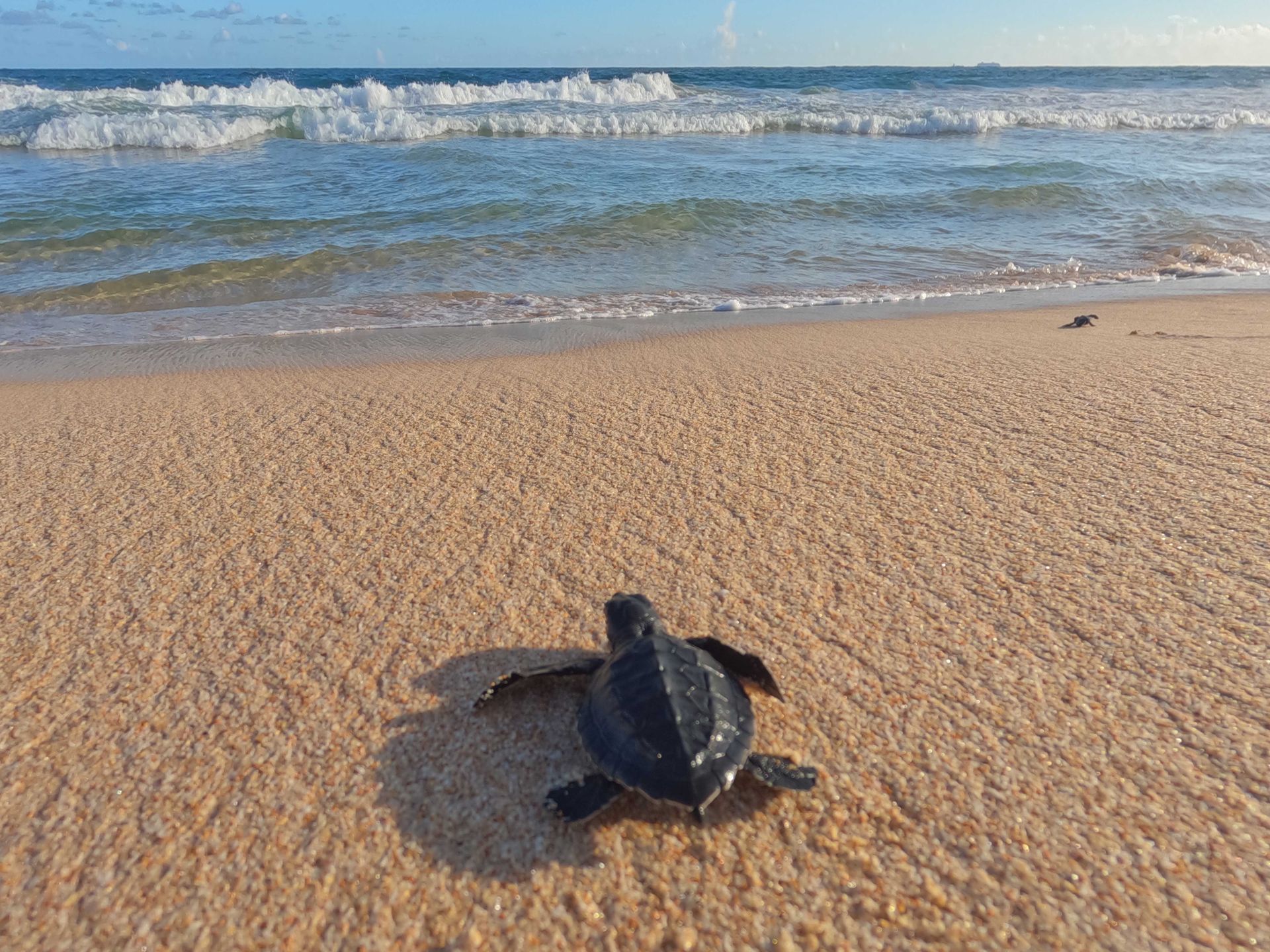 A baby sea turtle makes its way to the ocean on a sunny beach day.