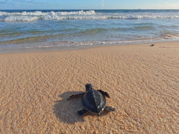 Turtle Release