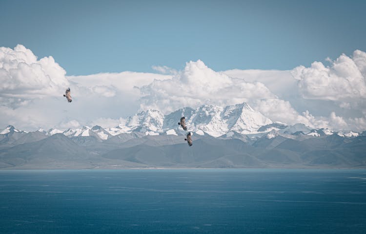 Birds Flying Under Blue Sky