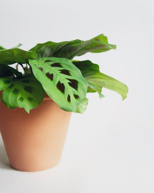 Free Green Plant on Brown Pot Stock Photo