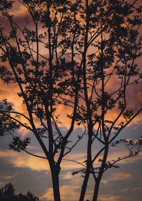 Free Silhouette of a tree against a colorful sunset sky in Hangzhou, Zhejiang, China. Stock Photo