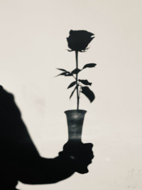 Immagine gratuita di bianco e nero, fiore, rosa