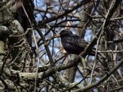 Black Bird on Tree Branch