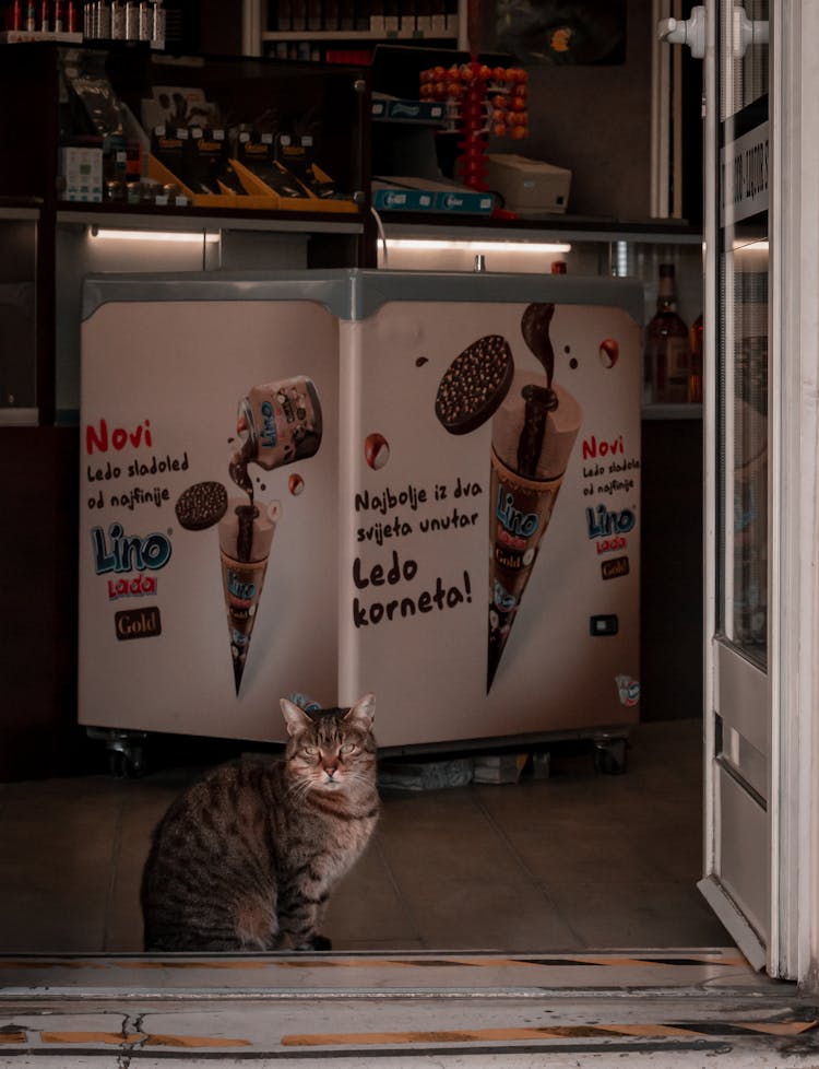 Cat Sitting In A Shop 