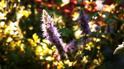 Free Foto stok gratis alam, bunga, bunga-bunga indah Stock Photo