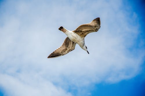 White and Brown Bird Flying Under Blue Sky