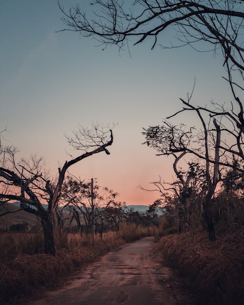 Leafless Trees Beside the Dirt Road