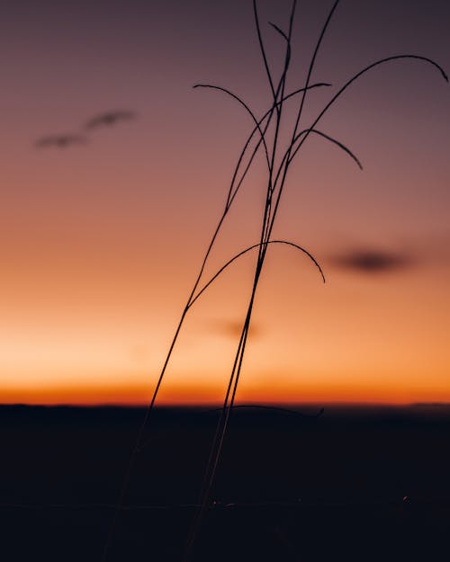 Immagine gratuita di alba, fotografia di paesaggio, skyscape