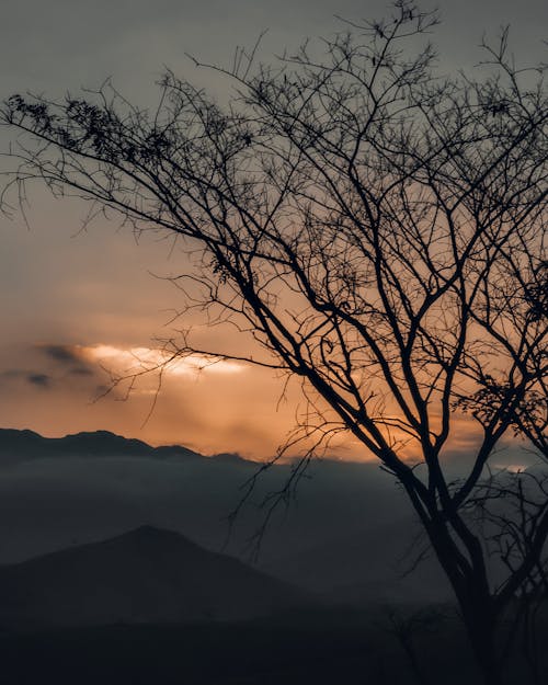 A Leafless Tree During Sunset